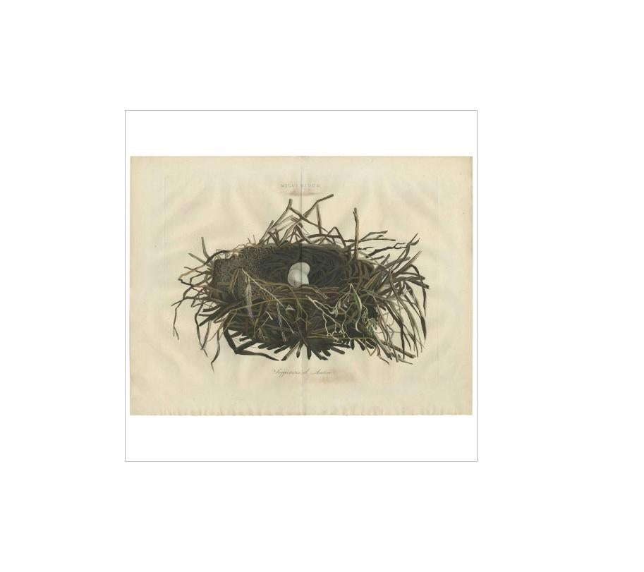 Antique print titled 'Milvi Nidus'. Double-page hand-colored engraved plate of the nest of Milvius (now Circus) aeruginosus, or the Western Marsh-harrier, with two eggs, engraved caption within the plate mark, central vertical fold. A beautiful