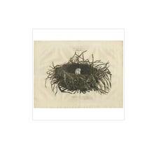 Western Marsh Harrier Nest – Antique Double-Page Engraving, Nozeman & Sepp 1770