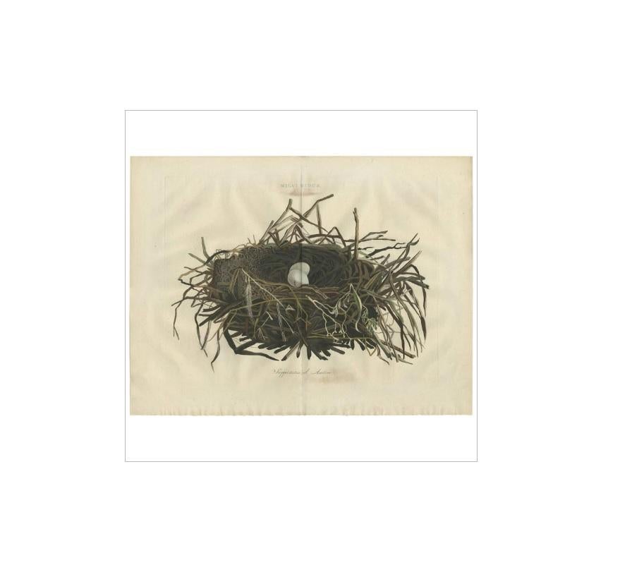 18th Century Antique Print of the Nest of the Western Marsh-Harrier by Sepp & Nozeman, 1770 For Sale