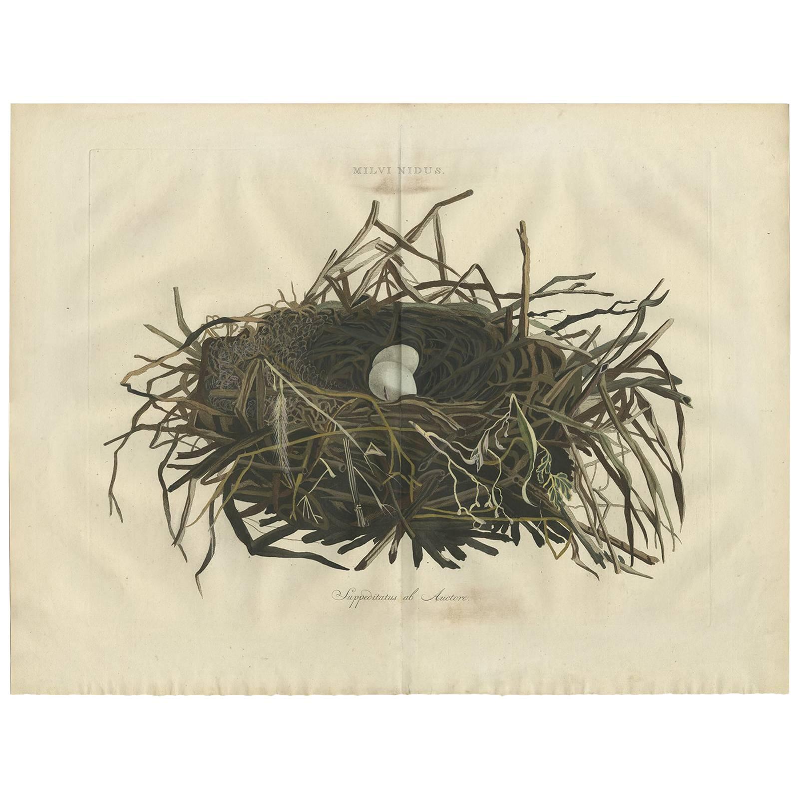 Antique Print of the Nest of the Western Marsh-Harrier by Sepp & Nozeman, 1770