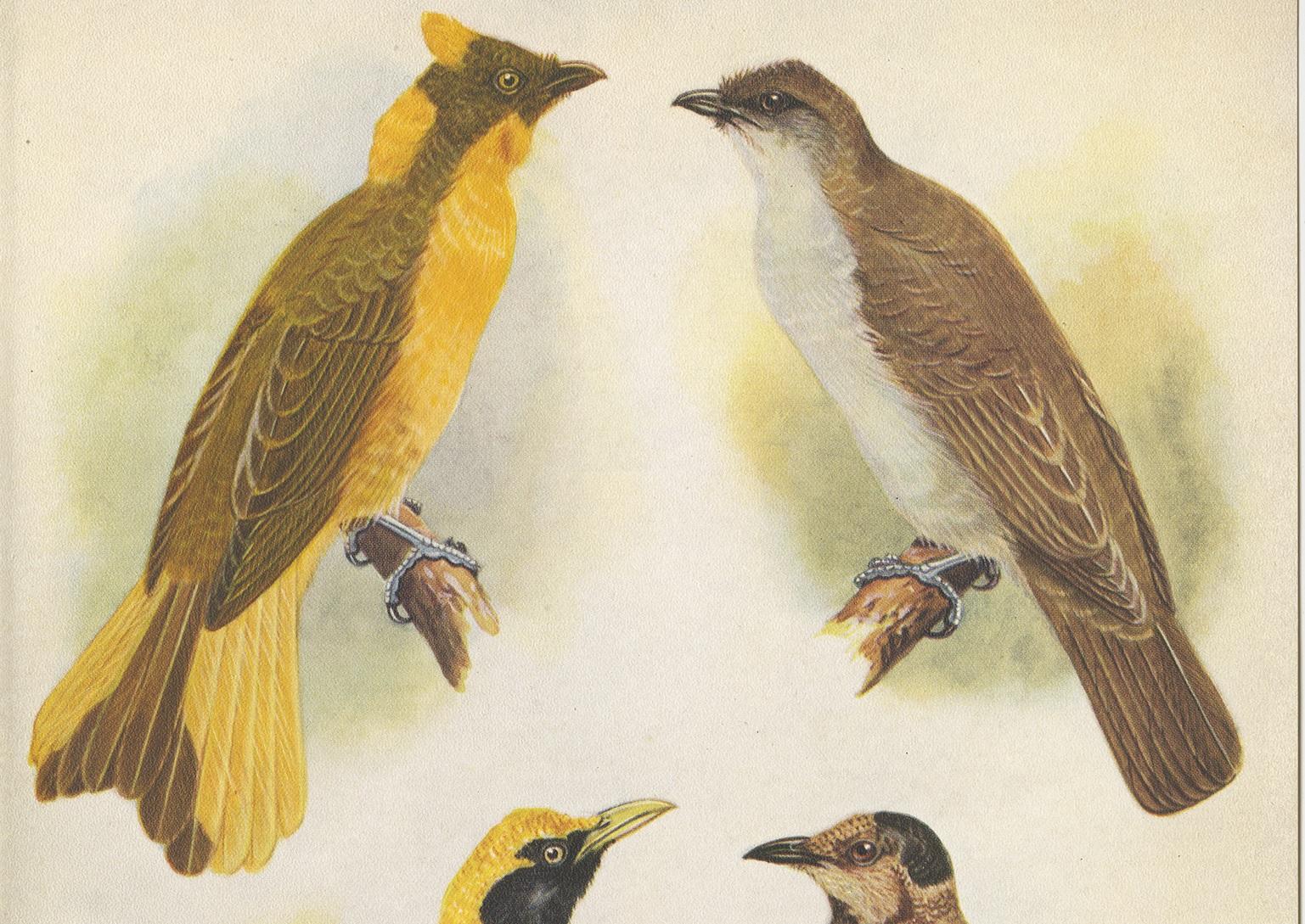 Decorative print illustrating the Newton's Bower-Bird and the Regent Bird. This authentic print originates from 'Birds of Paradise and Bower Birds' by Tom Iredale. With coloured illustrations of Every Species by Lilian Medland. Published in 1950.
