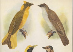 Antique Print of the Newton's Bower-Bird & the Regent Bird, 1950