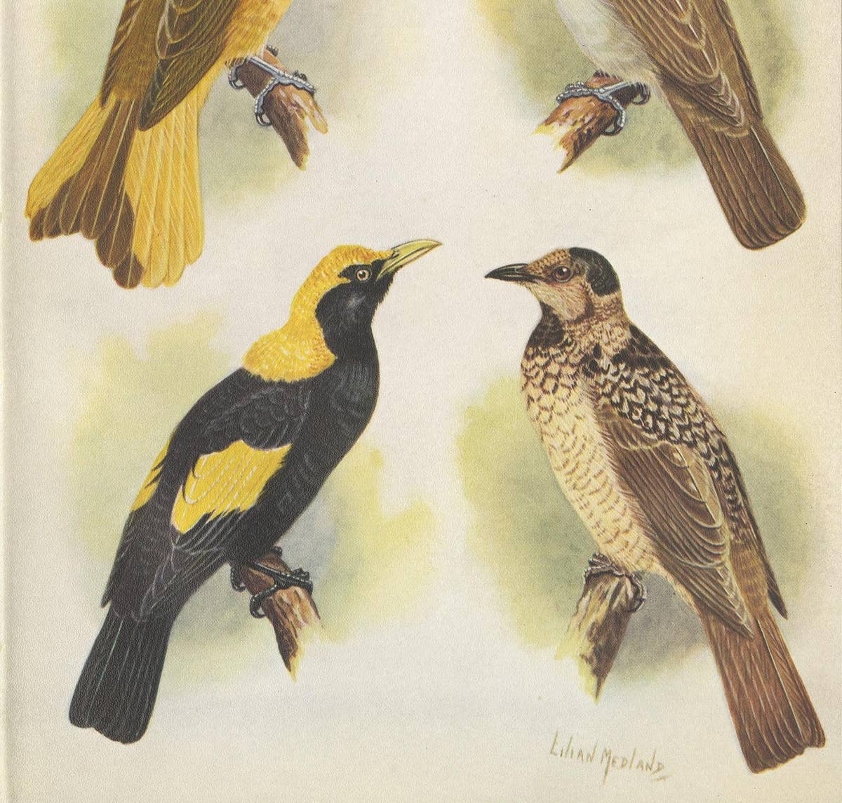Antique Print of the Newton's Bower-Bird & the Regent Bird, 1950