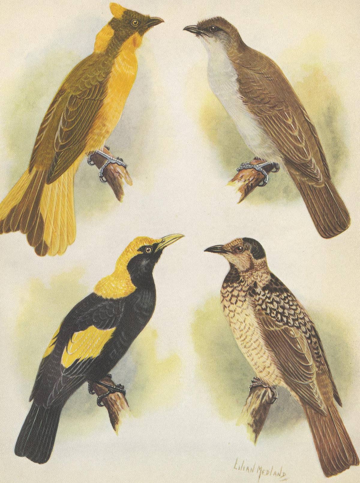 Antique Print of the Newton's Bower-Bird & the Regent Bird, 1950