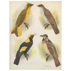 Estampa antigua del pájaro Newton's Bower y del pájaro Regent, 1950