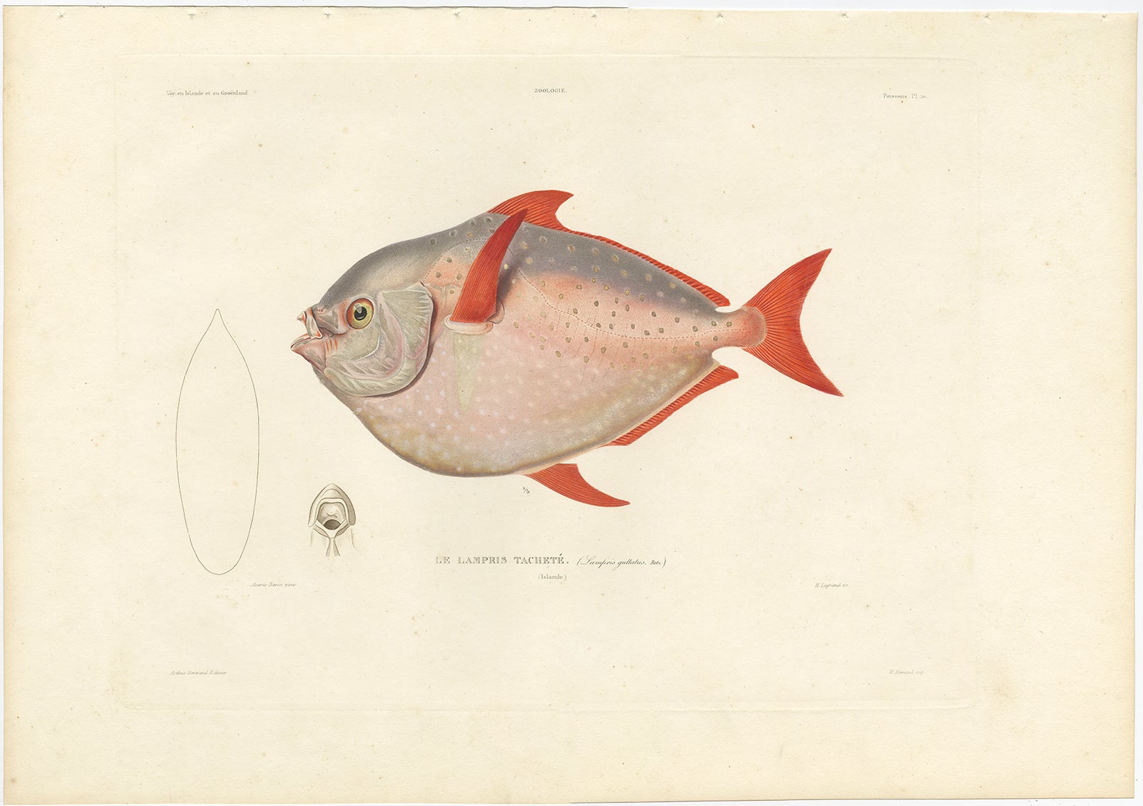 Antique Print of the Opah (Lampris guttatus) – Hand-Colored French Lithograph, 1845

This stunning hand-colored lithograph features Le Lampris Tacheté (Lampris guttatus), known in English as the Opah or Moonfish. The print was published in Paris in