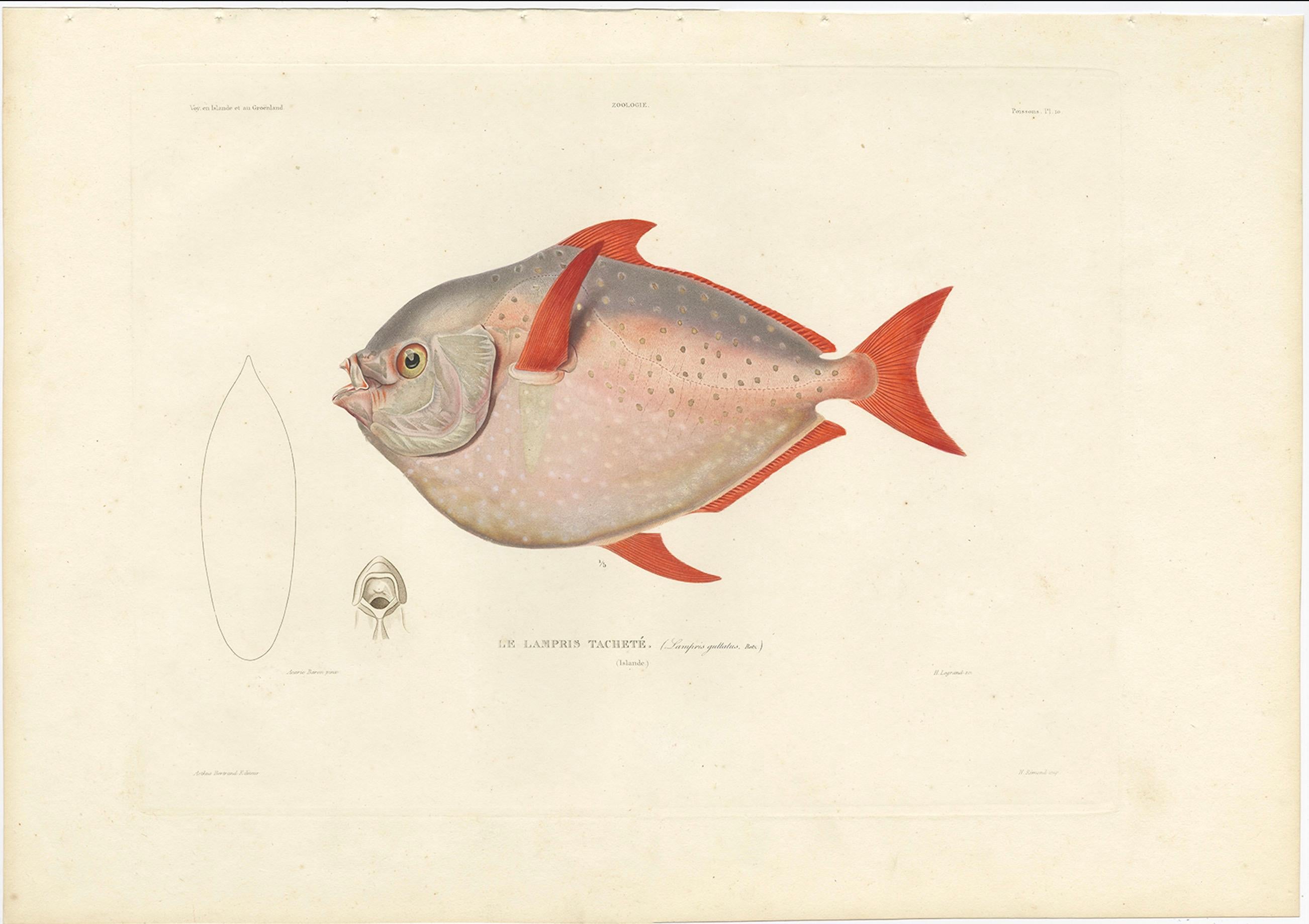 French Antique Print of the Opah or Moonfish – Hand-Colored Lithograph, 1845 For Sale