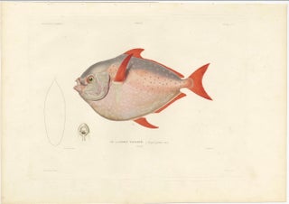 Antique Print of the Opah or Moonfish, Hand-Colored Lithograph, 1845, view 3