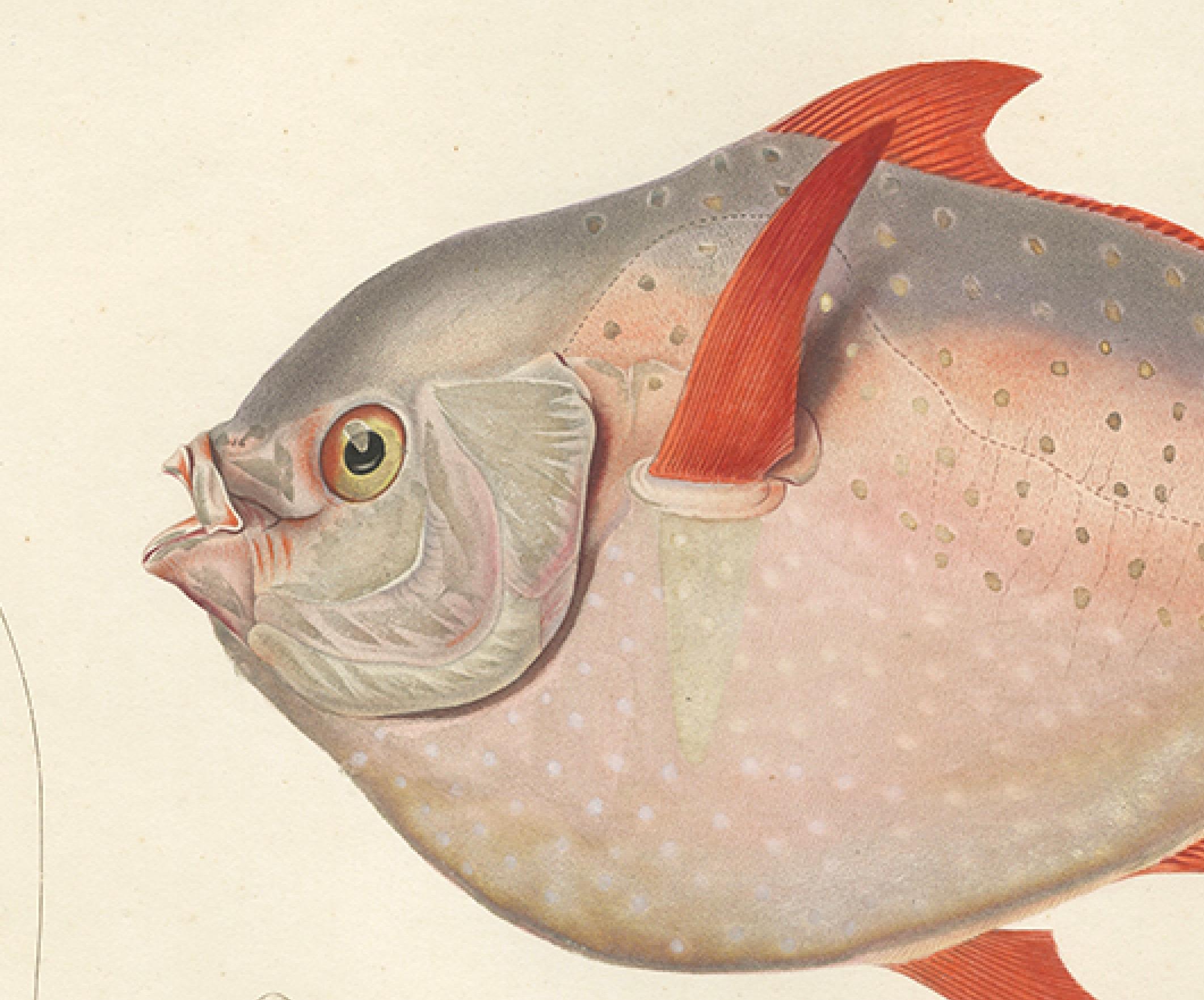 Antique Print of the Opah or Moonfish – Hand-Colored Lithograph, 1845 In Good Condition For Sale In Langweer, NL