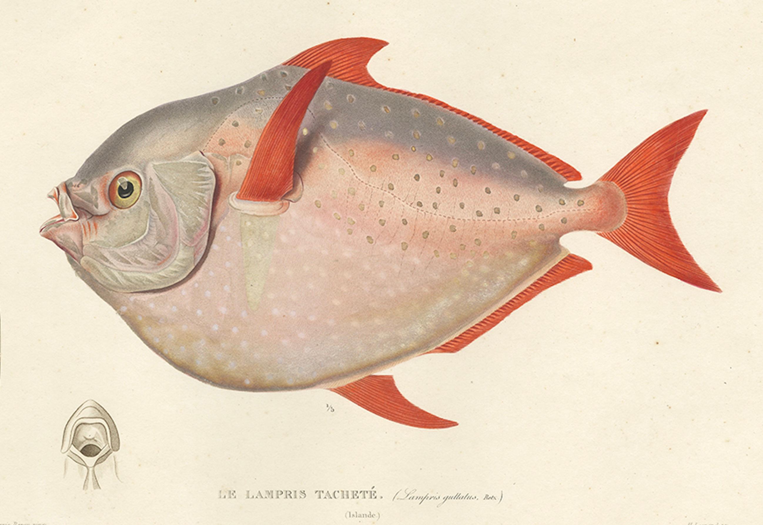19th Century Antique Print of the Opah or Moonfish – Hand-Colored Lithograph, 1845 For Sale