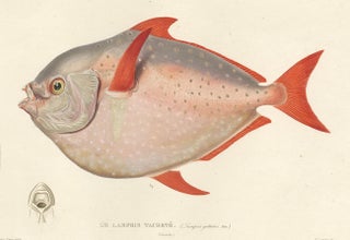 Antique Print of the Opah or Moonfish, Hand-Colored Lithograph, 1845, view 5