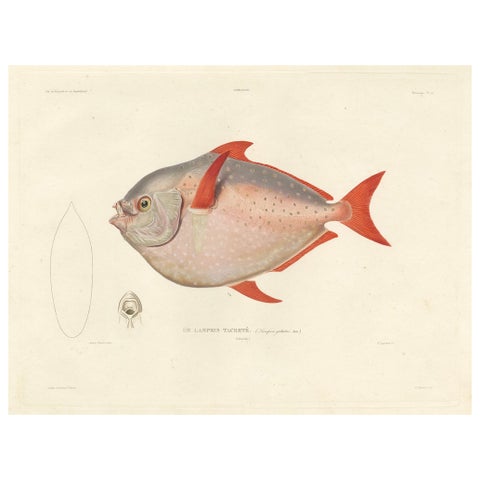 Antique Print of the Opah or Moonfish, Hand-Colored Lithograph, 1845