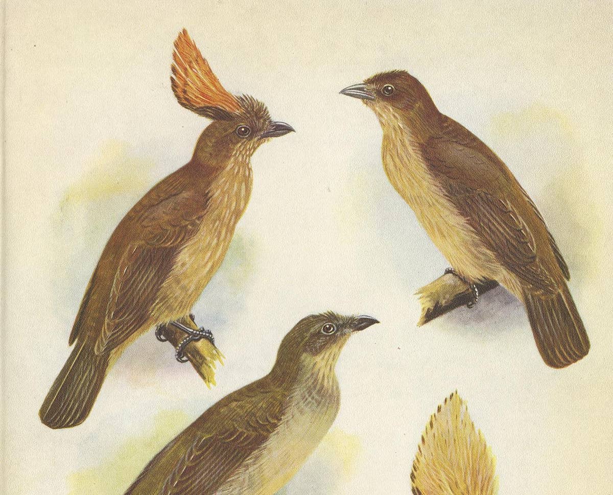 Antique Print of the Orange-Crested Gardener Bird & the Crested Gardener '1950'