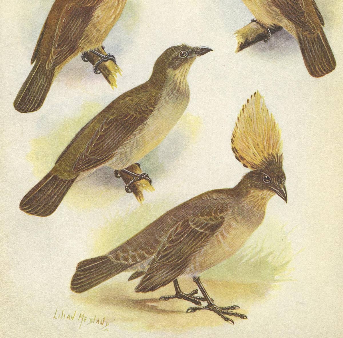 Antique Print of the Orange-Crested Gardener Bird & the Crested Gardener '1950'