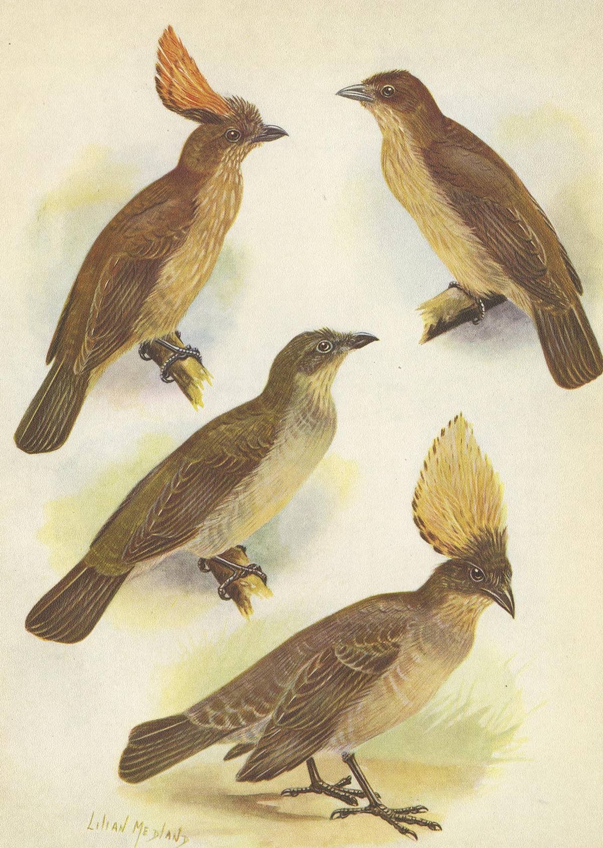 Antique Print of the Orange-Crested Gardener Bird & the Crested Gardener '1950'