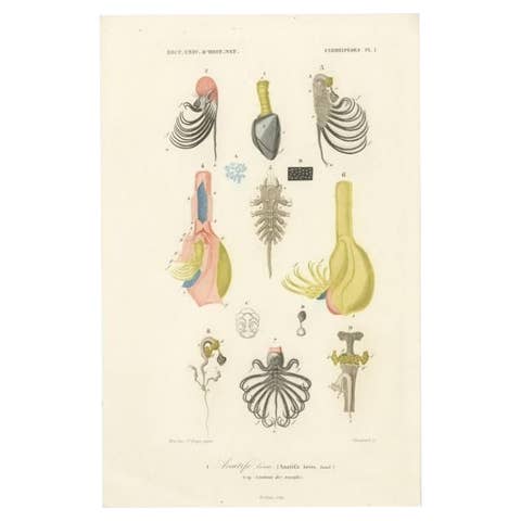 Antique Print of the Pelagic Gooseneck Barnacle, 1849