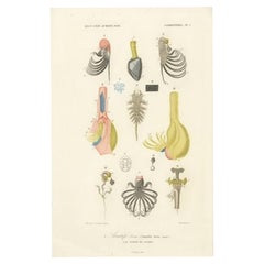 Impression ancienne du Barnacle Pelagic à col de cygne, 1849