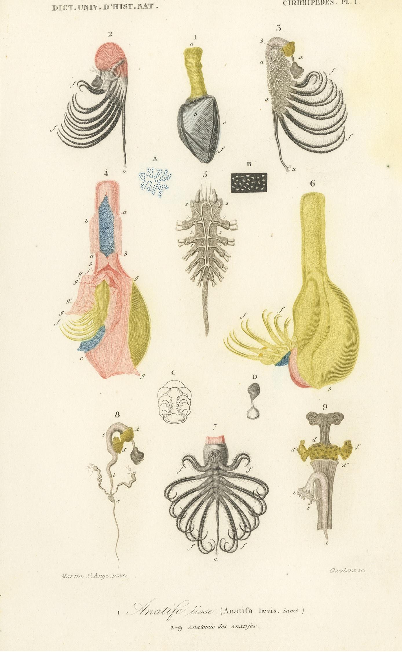 Antique print titled '1. Anatife lisse, 2. Anatomie des Anatifes'. Old print of the lepas anatifera and its anatomy. Lepas anatifera, commonly known as the pelagic gooseneck barnacle or smooth gooseneck barnacle, is a species of barnacle in the