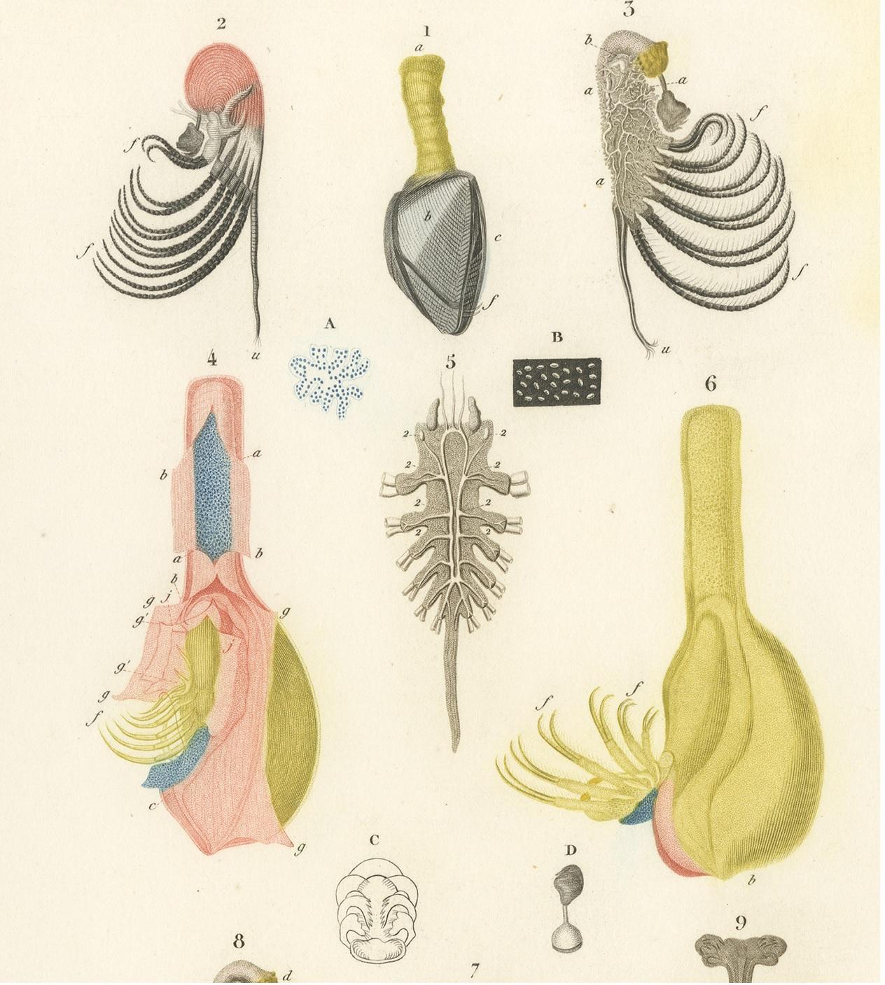 barnacle anatomy