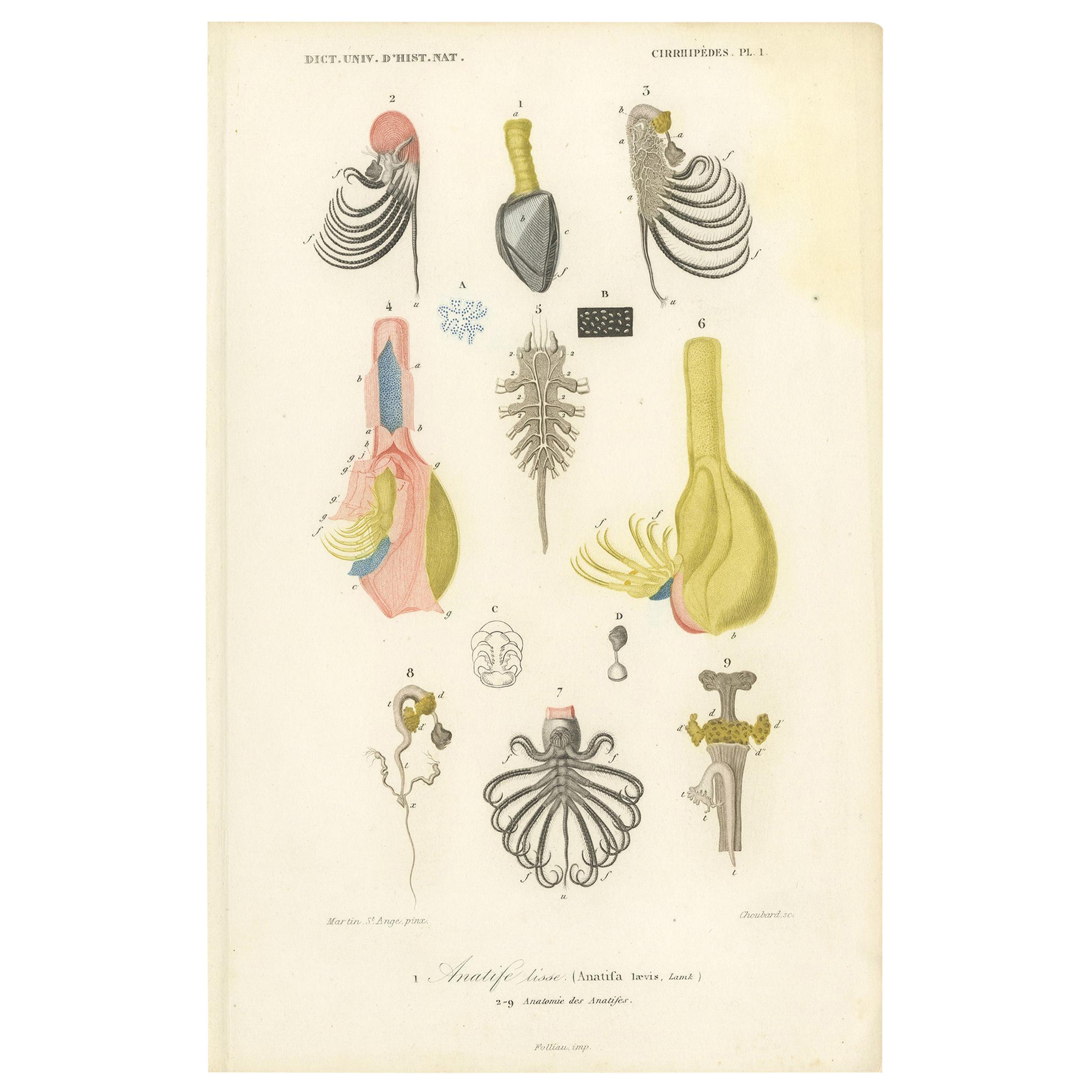 Antique Print of the Pelagic Gooseneck Barnacle by Orbigny '1849' For Sale