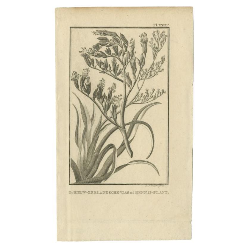 Antique Print of the Phormium Tenax by Cook, 1803 For Sale