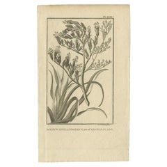 Antique Print of the Phormium Tenax by Cook, 1803