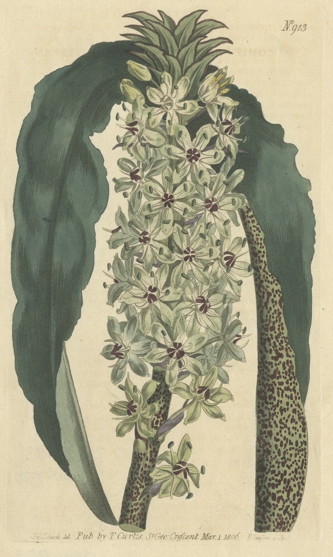 Antique botany print of Eucomis Comosa, also known as pineapple flower, pineapple lily or wine eucomis. 

This print originates from 'Curtis's botanical magazine'. 

Artists and Engravers: Curtis's Botanical Magazine is the longest running botanical