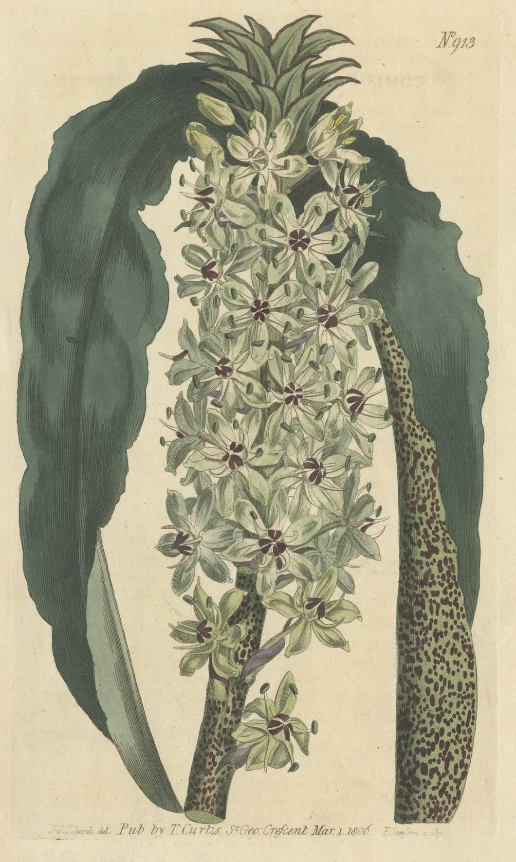 Antique Print of the Pineapple Flower or Pineapple Lily or Wine Eucomis, 1806