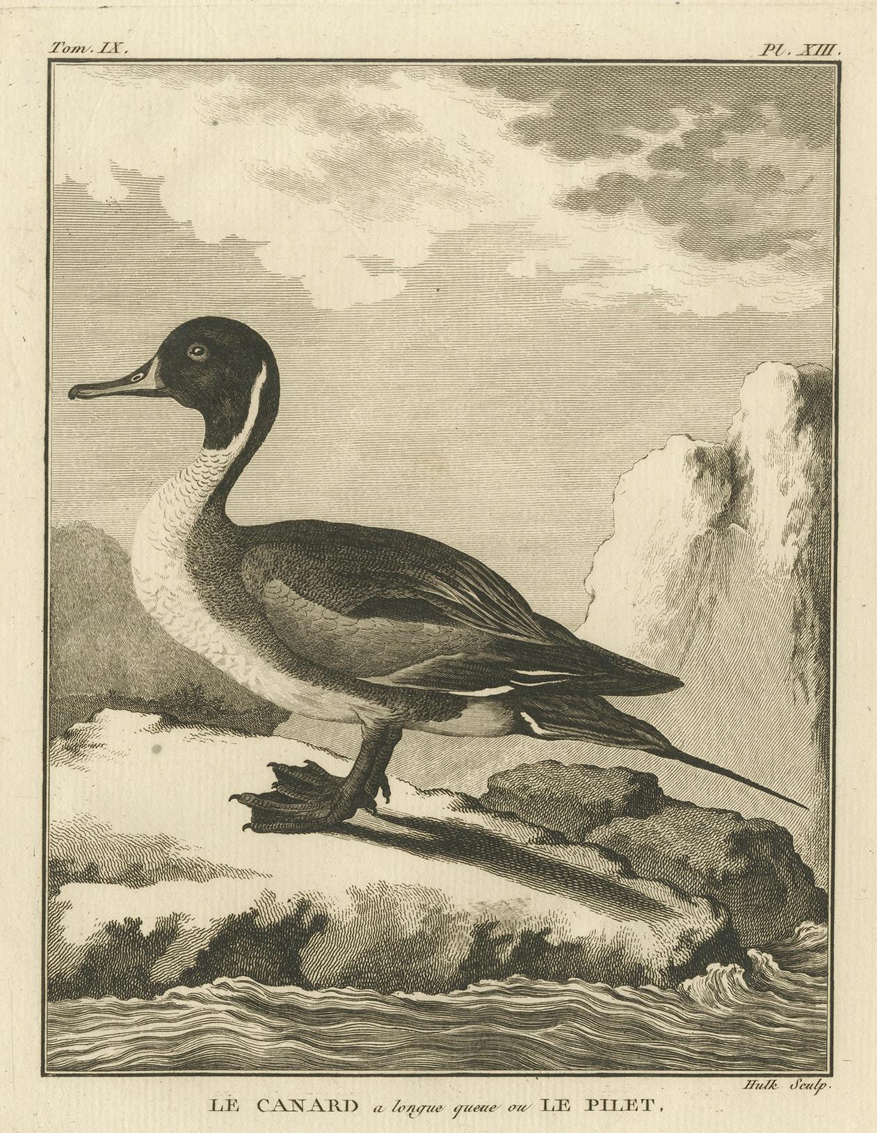 Antique print titled 'Le Canard a longue queue ou Le Pilet'. Engraving of the pintail or northern pintail duck. Source unknown, to be determined. Engraved by Hulk.