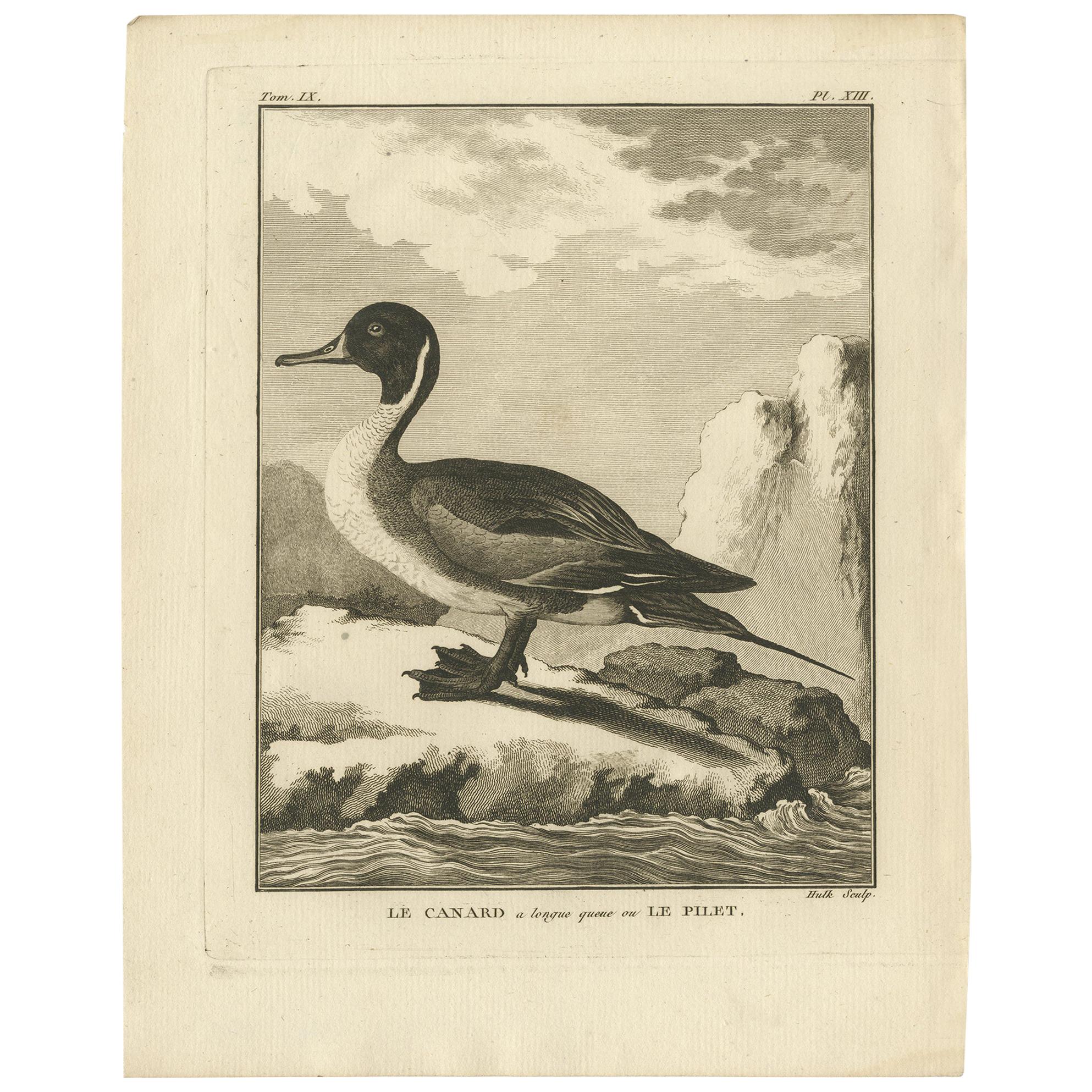Antique Print of the Pintail Duck by Hulk 'circa 1780'