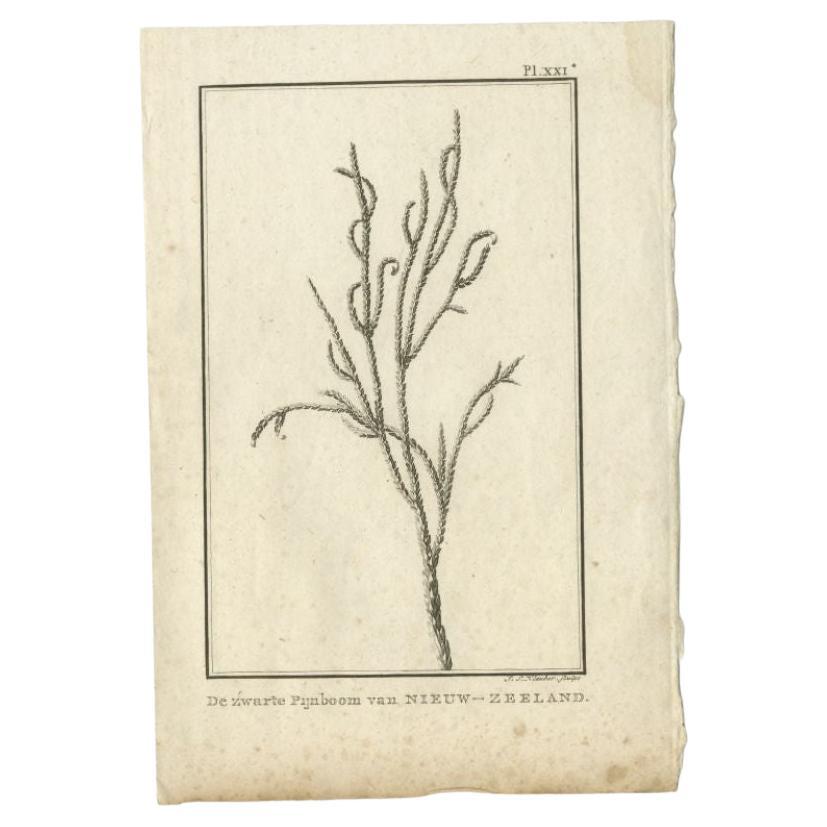 Antiker Druck der Pinus Nigra von Cook, 1803, Druck