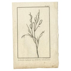Antiker Druck der Pinus Nigra von Cook, 1803, Druck