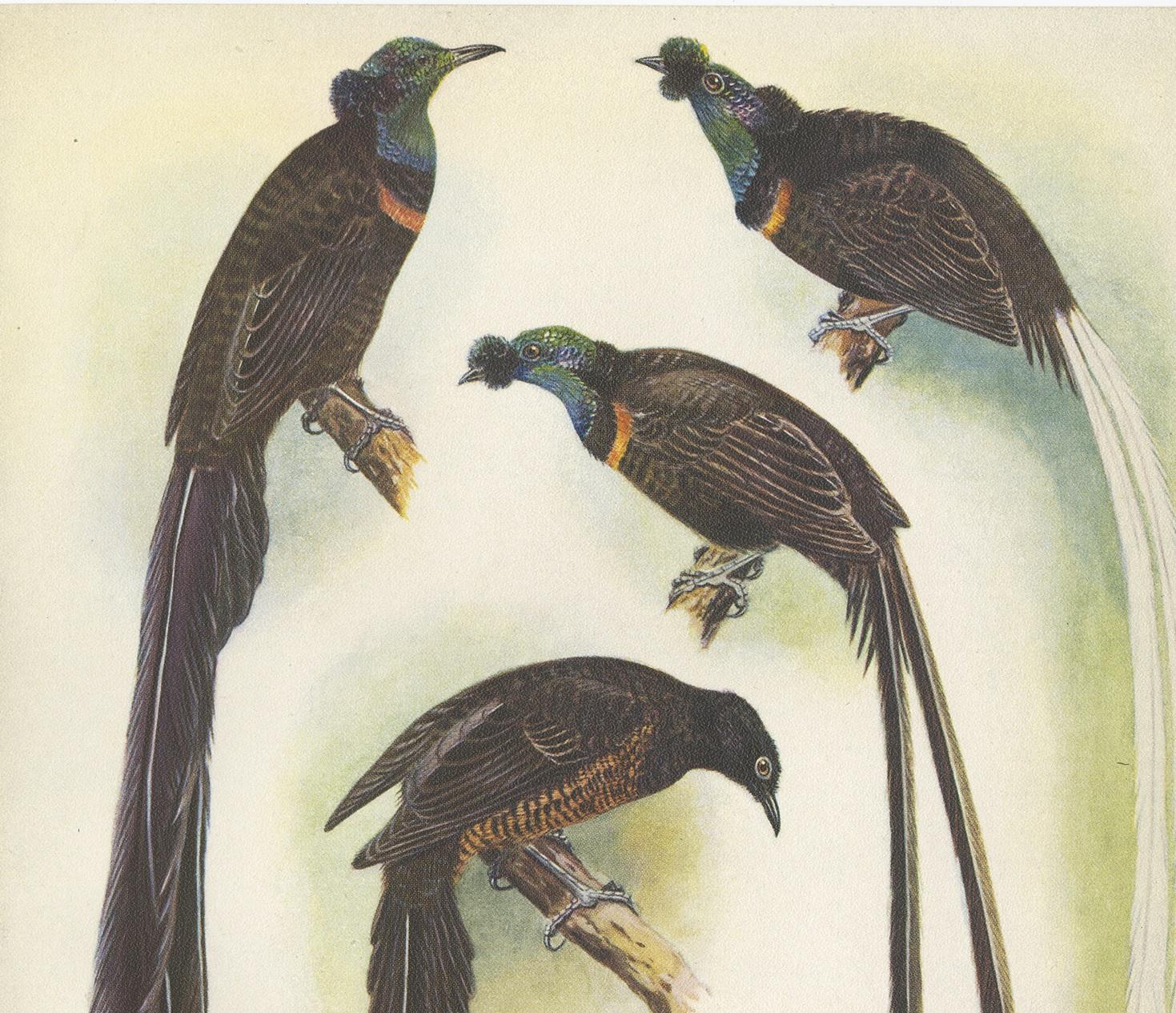Decorative print illustrating the Princess Stephanie's Bird Paradise and the Ribbon-Tail Bird of Paradise. This authentic print originates from 'Birds of Paradise and Bower Birds' by Tom Iredale. With colored illustrations of Every Species by Lilian