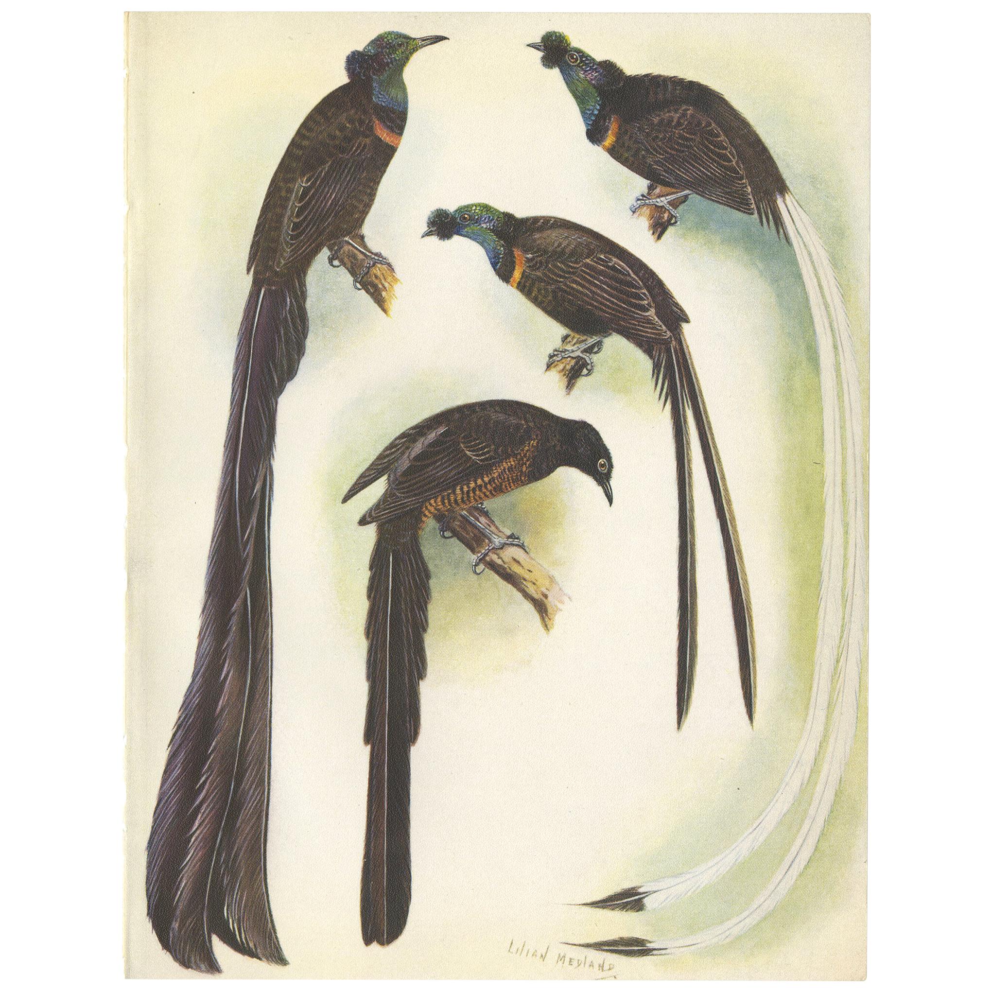 Antique Print of the Princess Stephanie's Bird Paradise and Others, 1950