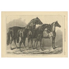 Antique Print of the Prize Horses at the Royal Agricultural Society
s Show Antique Print of the Prize Horses at the Royal Agricultural Society
s Show
