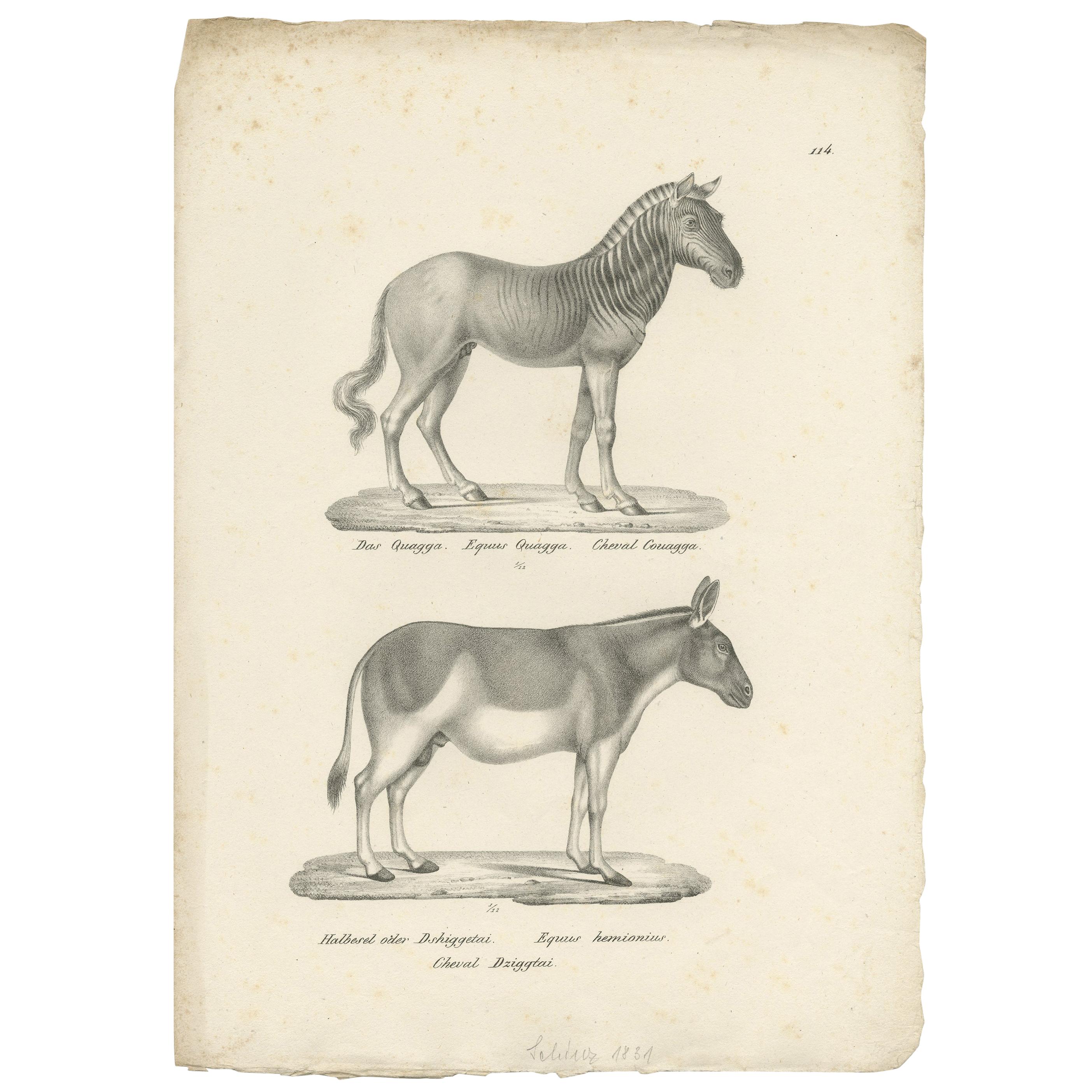 Antique Print of the Quagga and Onager by Schinz, 'c.1830' For Sale