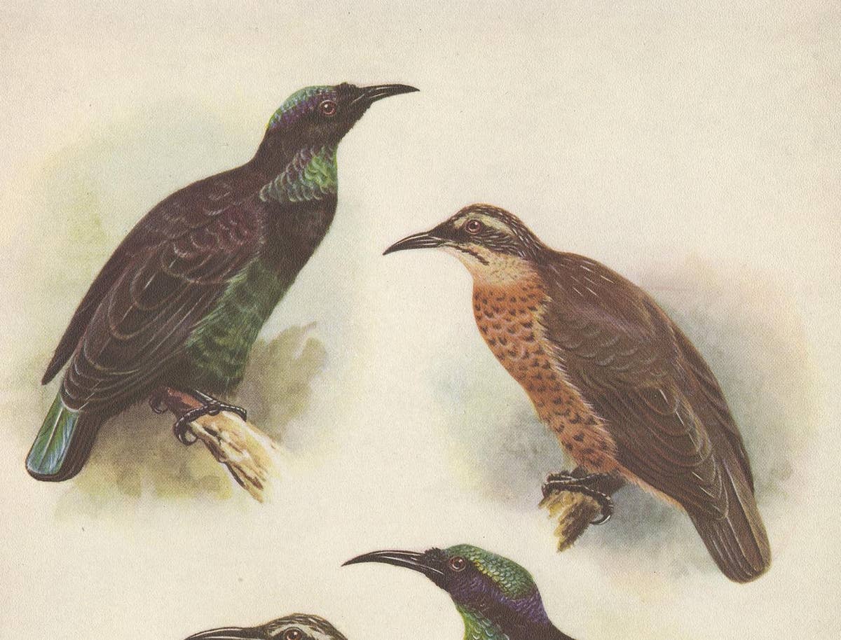 Antique Print of the Queen Victoria Rifle Bird and the Rifle Bird, 1950