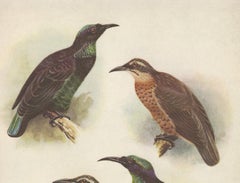 Antique Print of the Queen Victoria Rifle Bird and the Rifle Bird, 1950