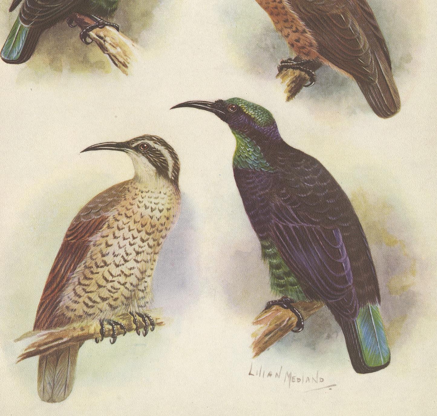 Impression ancienne de l'oiseau de chasse de la reine Victoria et de l'oiseau de chasse, 1950 Bon état - En vente à Langweer, NL