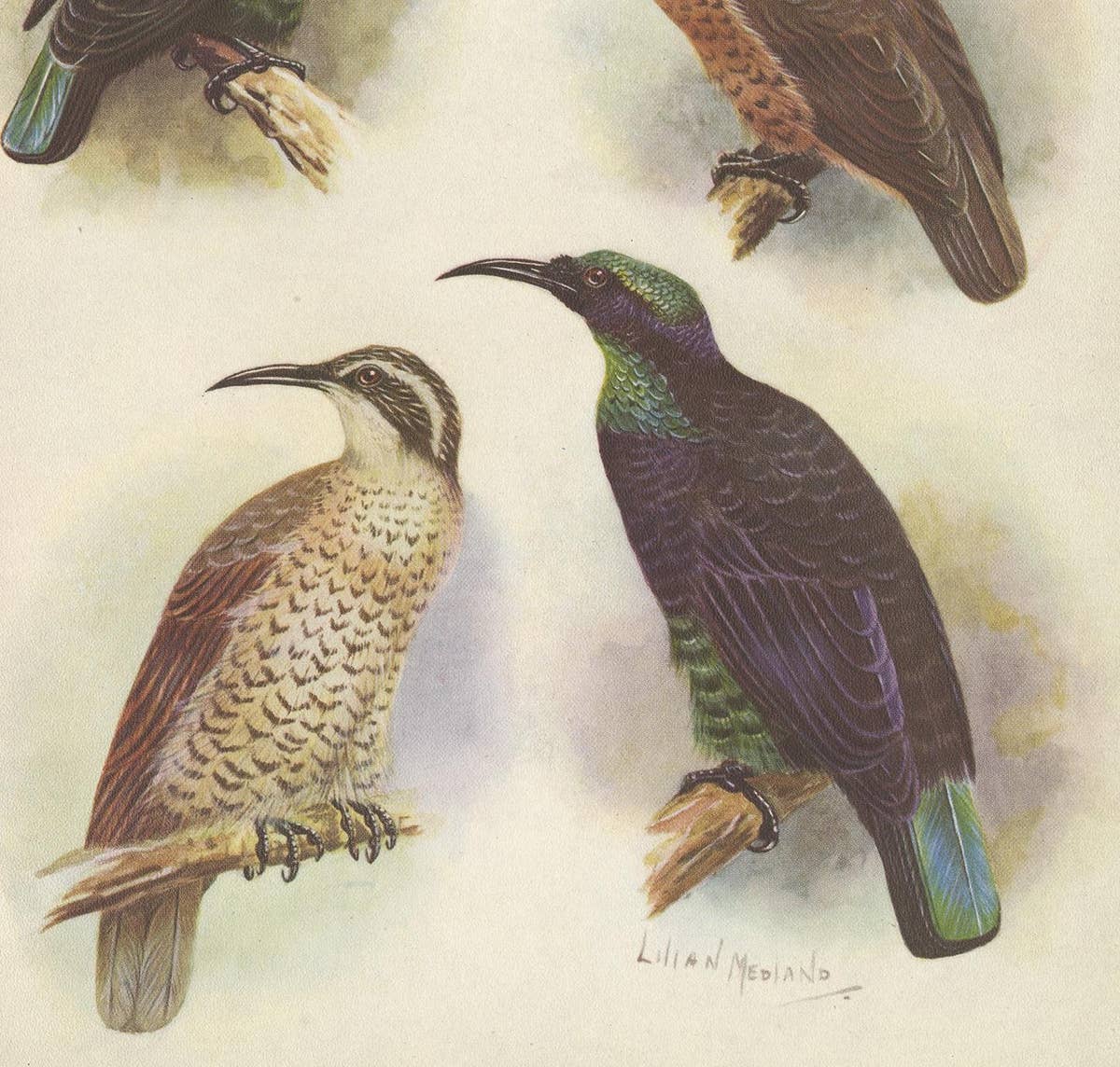 Antique Print of the Queen Victoria Rifle Bird and the Rifle Bird, 1950