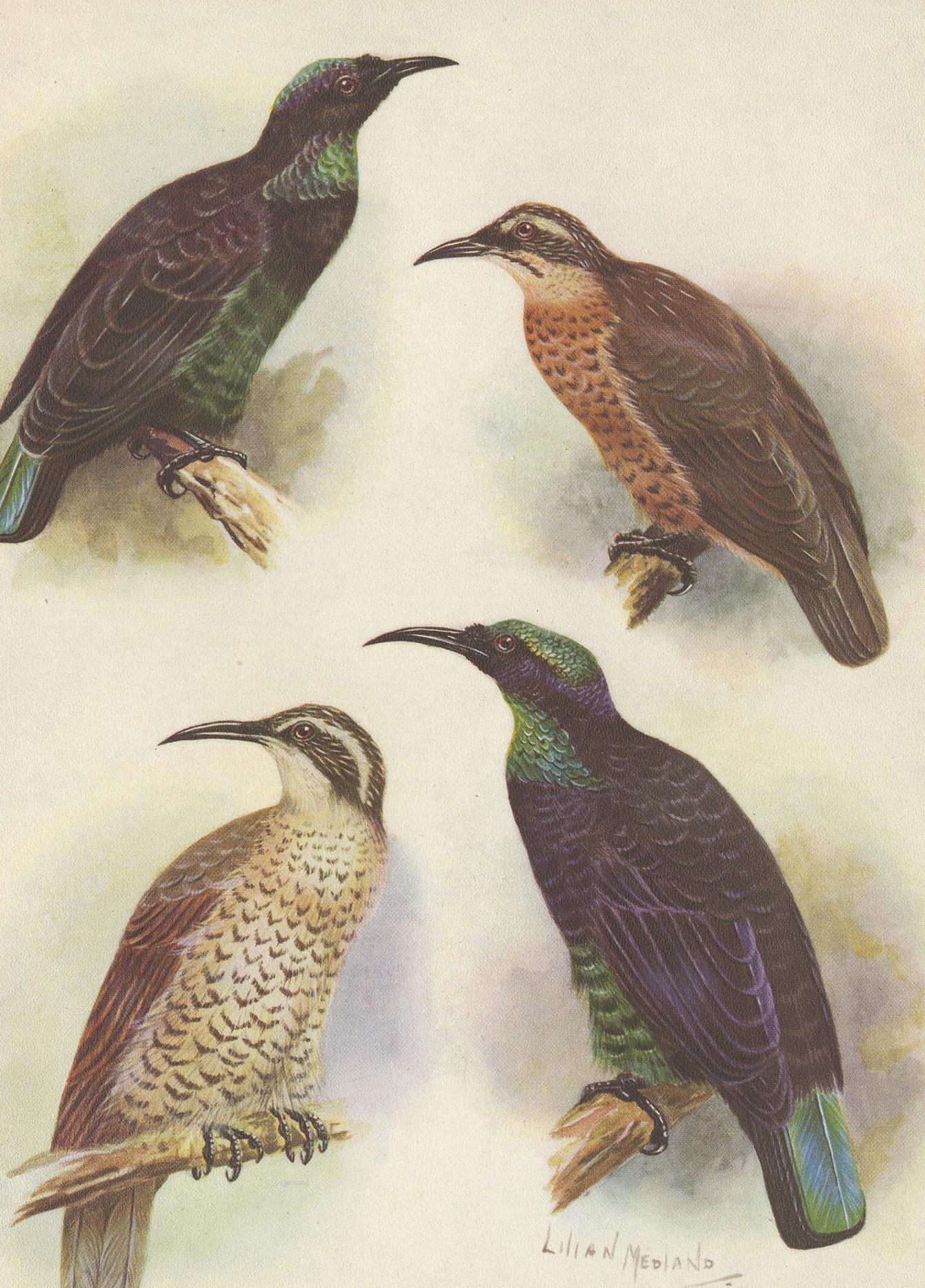 20ième siècle Impression ancienne de l'oiseau de chasse de la reine Victoria et de l'oiseau de chasse, 1950 en vente