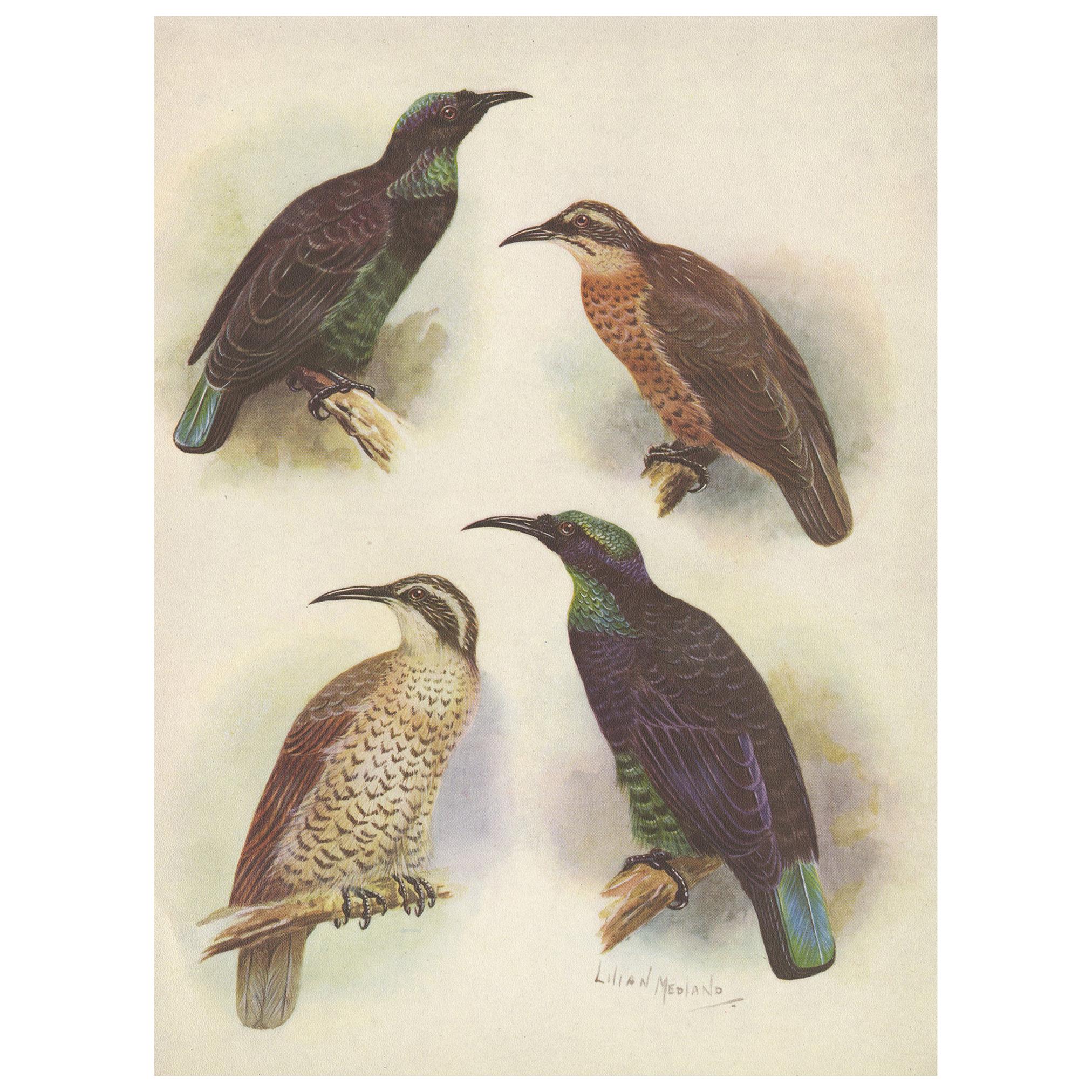 Antique Print of the Queen Victoria Rifle Bird and the Rifle Bird, 1950 For Sale