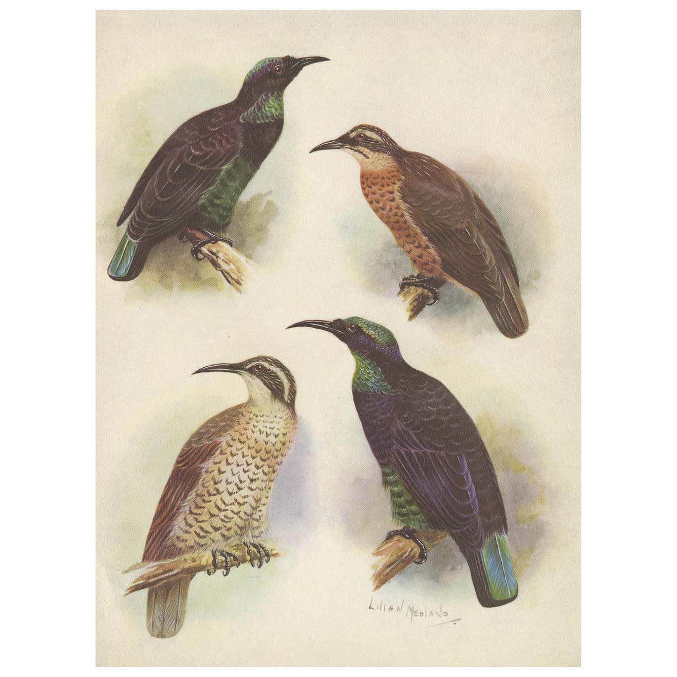 Antique Print of the Queen Victoria Rifle Bird and the Rifle Bird, 1950 ...