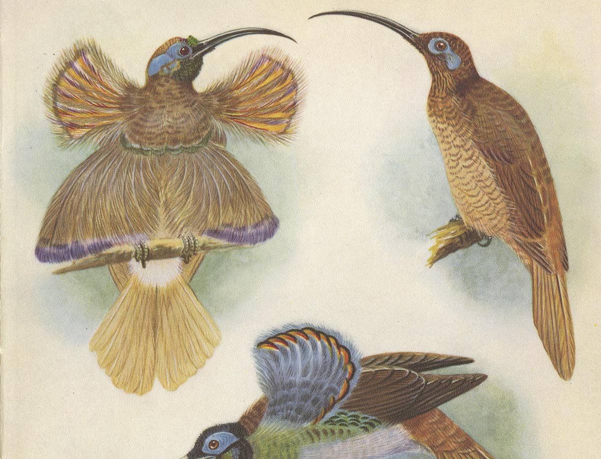 Antique Print of the Red Sickle Billand and the White-Billed Sickle Bill, 1950