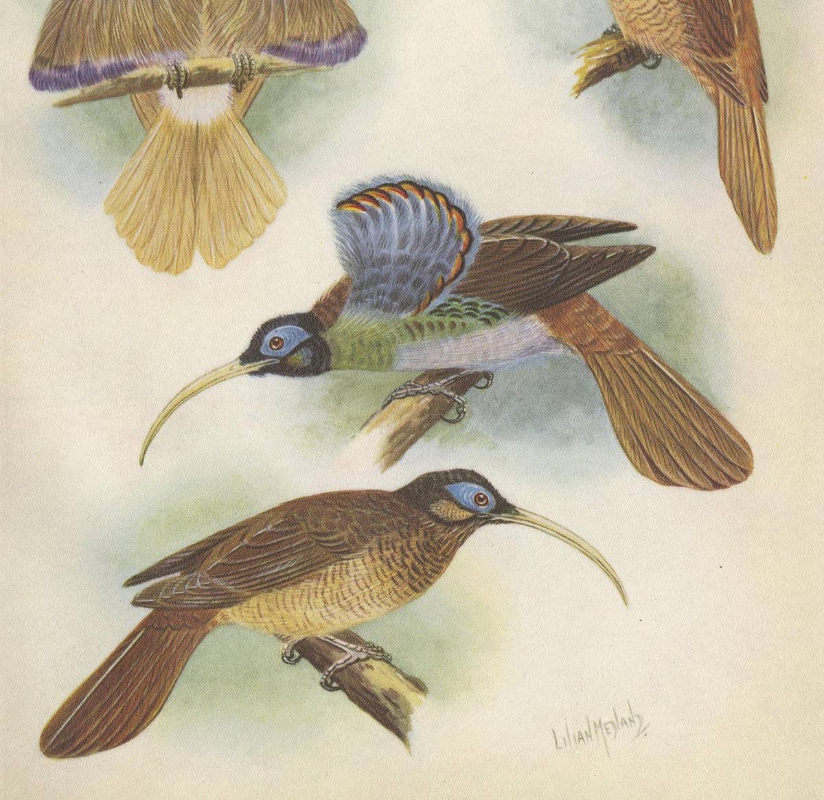 Antique Print of the Red Sickle Billand and the White-Billed Sickle Bill, 1950