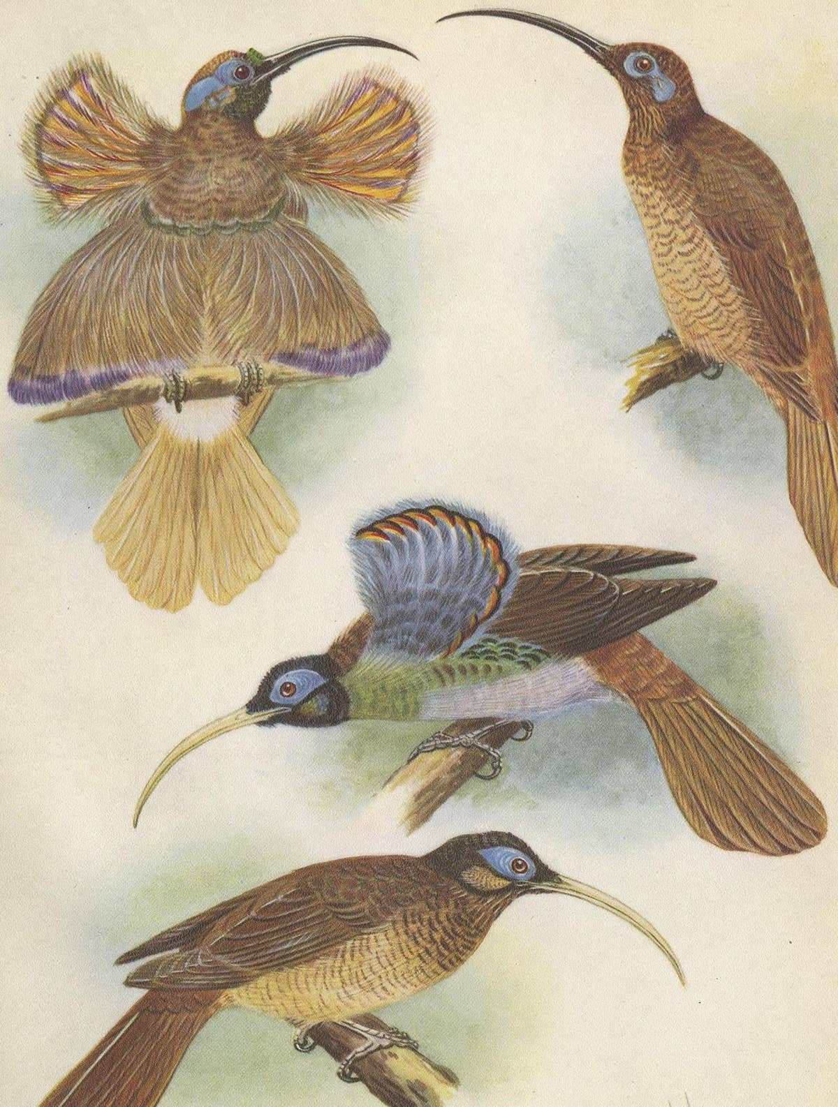 Antique Print of the Red Sickle Billand and the White-Billed Sickle Bill, 1950
