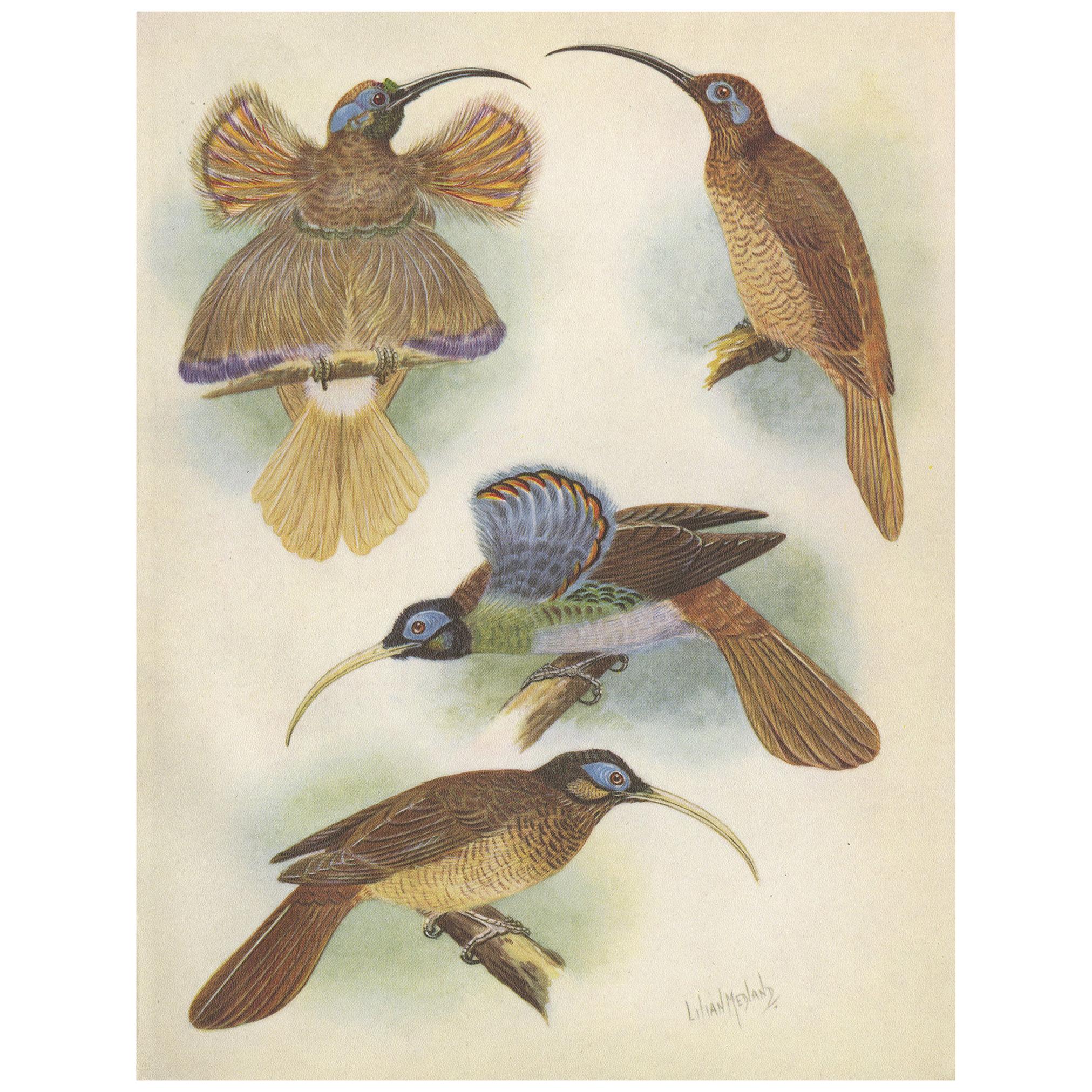 Antique Print of the Red Sickle Billand and the White-Billed Sickle Bill, 1950 For Sale