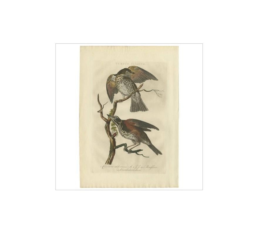 Antique print titled 'Turdus Iliacus'. The redwing (Turdus iliacus) is a bird in the thrush family, Turdidae, native to Europe and Asia, slightly smaller than the related song thrush.

This print originates from 'Nederlandsche Vogelen; volgens