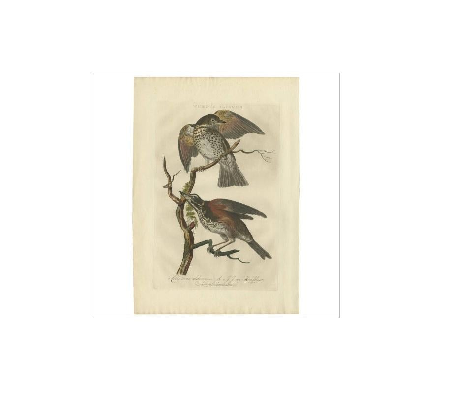XVIII secolo Stampa antica dell'uccello tordo di Sepp & Nozeman, 1770 in vendita