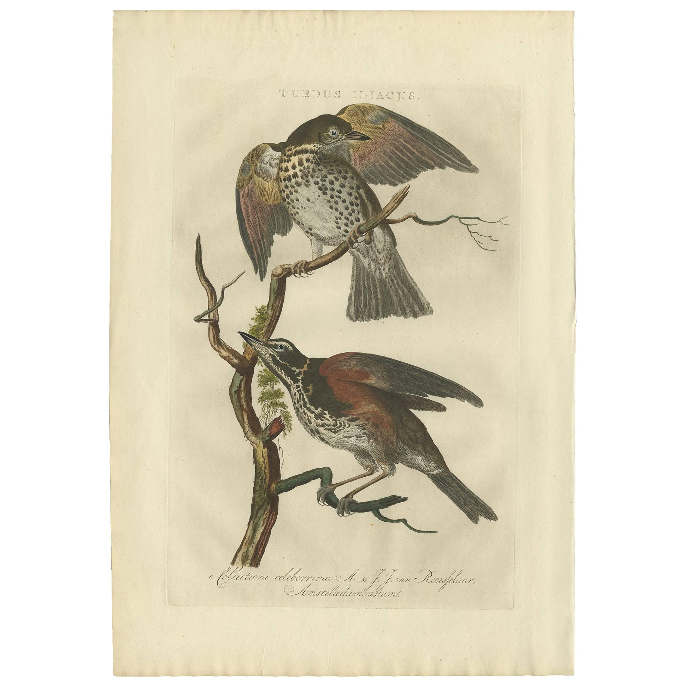 Stampa antica dell'uccello tordo di Sepp & Nozeman, 1770